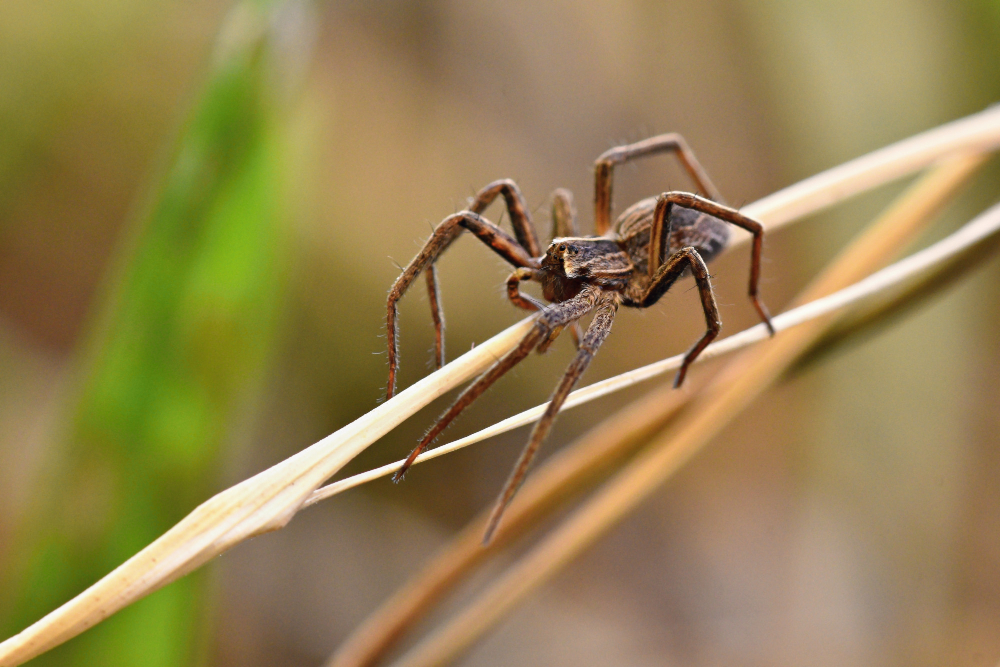 How to Get Rid of Spiders Naturally in Toronto – Safe and Effective Methods