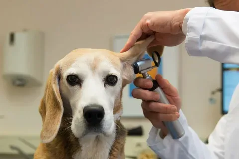 Dog Ear Care Services for Healthy, Happy Pets | Mobile Dog Grooming